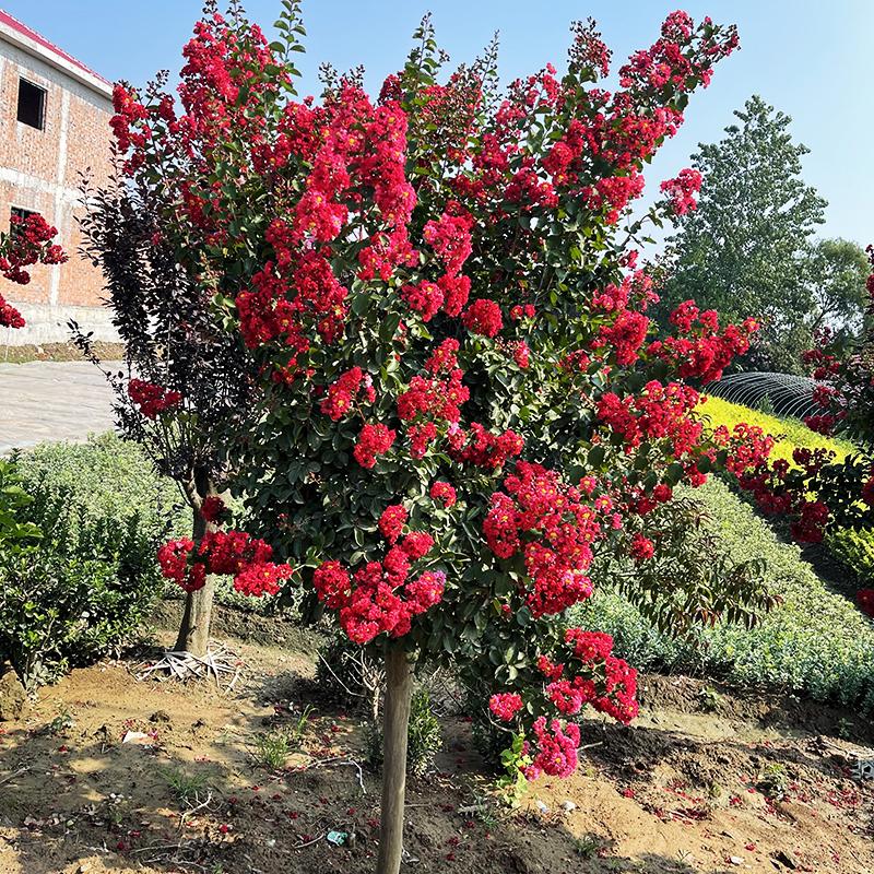 农民老史紫薇树苗庭院绿化树木红火箭百日红紫薇花树苗盆栽室外风景树