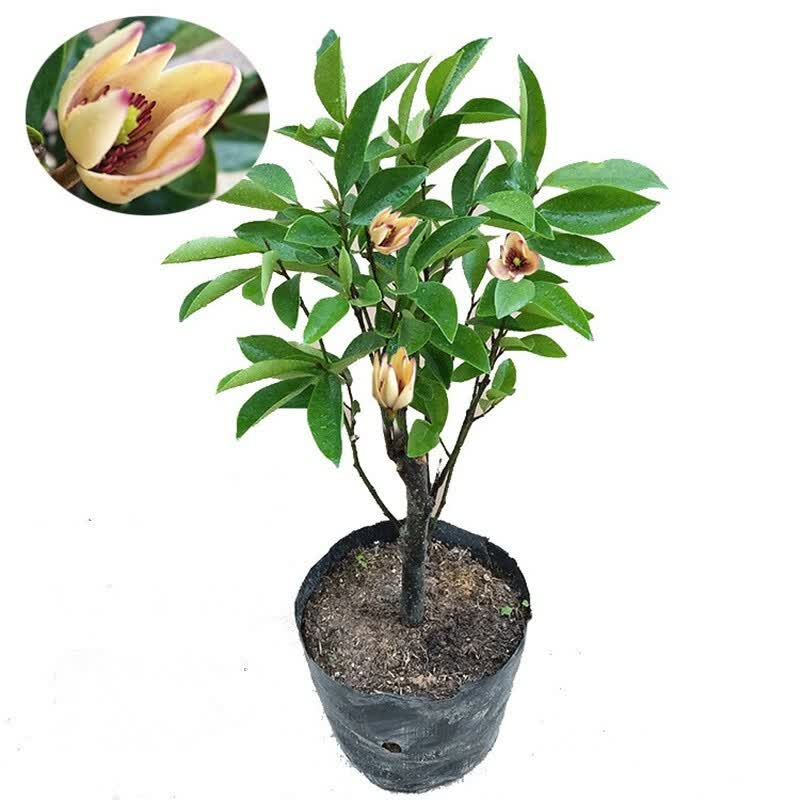 春花妙意含笑花苗含笑花树苗浓香型观花花卉植物庭院当年开花四季常青