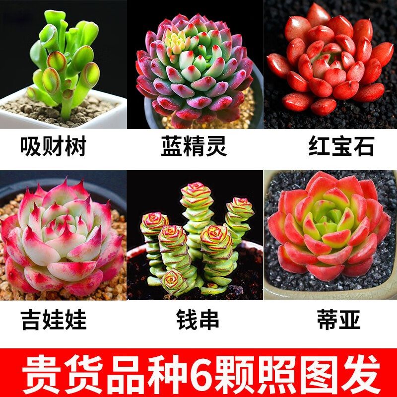 大海边 多肉植物组合小花卉盆栽生石花室内贵货植物 【如图6颗】不含