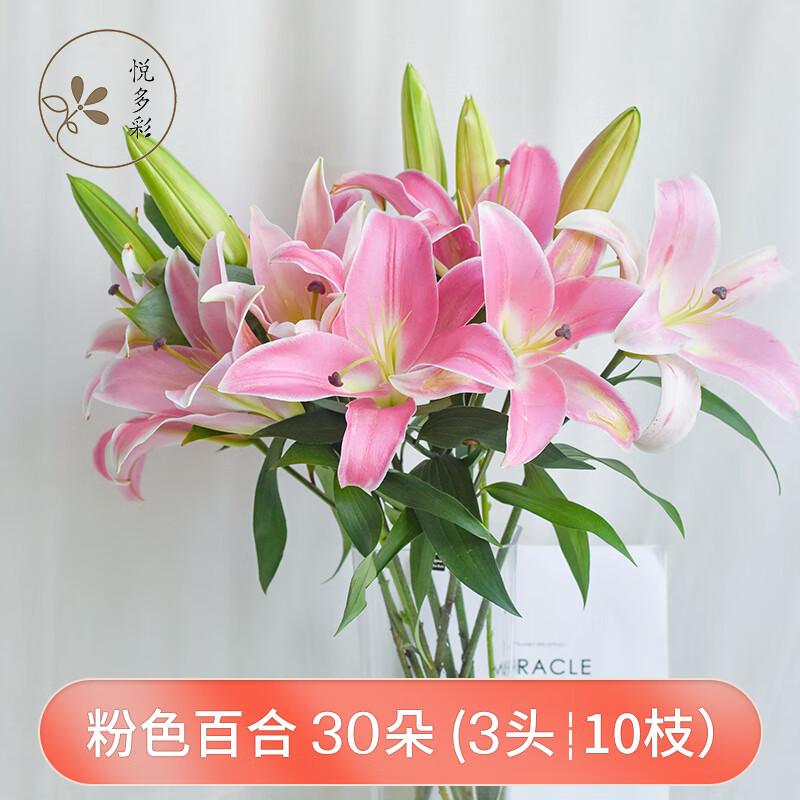 家庭办公室各色生活鲜花 昆明基地 现采直发 粉色百合花30朵(3头10枝)