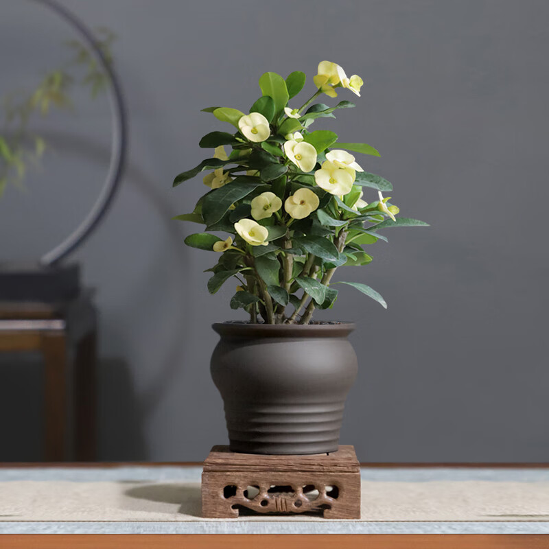 木繁铁海棠虎刺梅四季开室内盆栽好养耐旱室桌面水培 黄花铁海棠(含