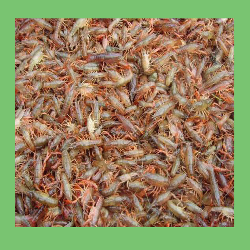 盱眙小龙虾苗青苗种虾养殖苗虾幼苗淡水虾种苗繁殖培育青虾苗 红壳小