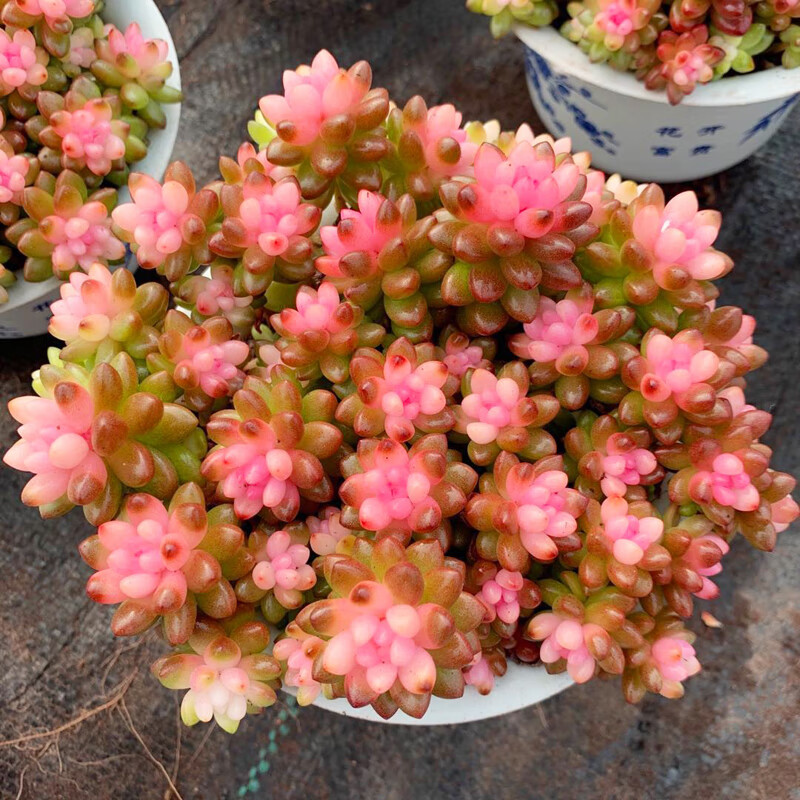 七抒彩色赤豆锦稀有罕见多肉植物粉色肉肉办公桌阳台花卉盆栽 群生大