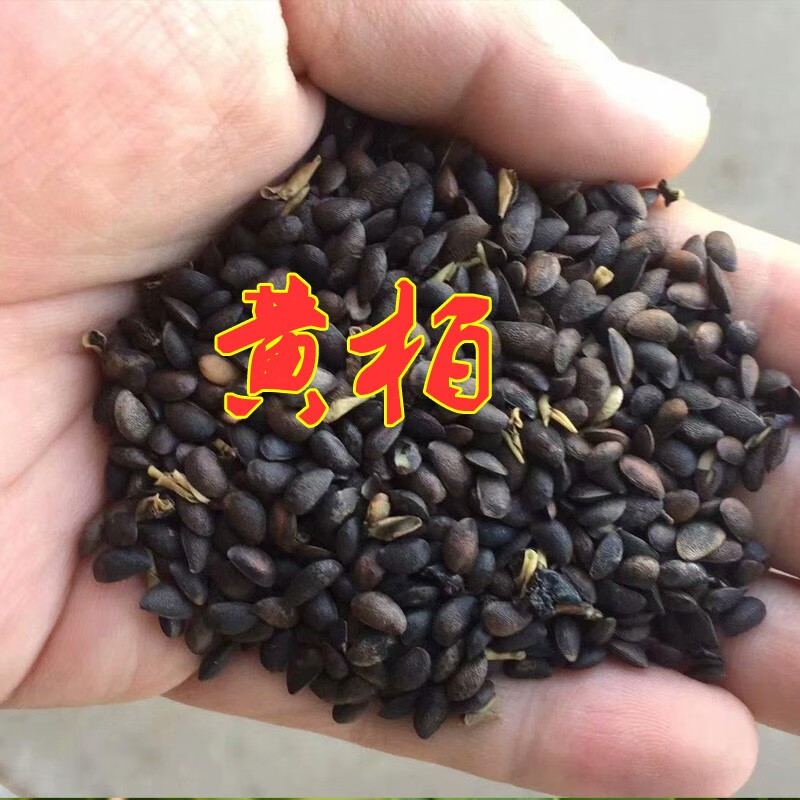 上客来药材黄柏种子川黄柏种子黄檗元柏檗木黄菠萝籽皮厚树木绿化行
