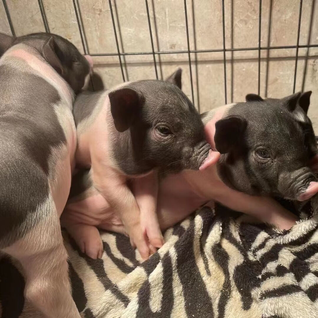 希宝小香猪宠物纯种网红泰国小香猪高颜值萌宠幼崽活物巴马香猪长不大