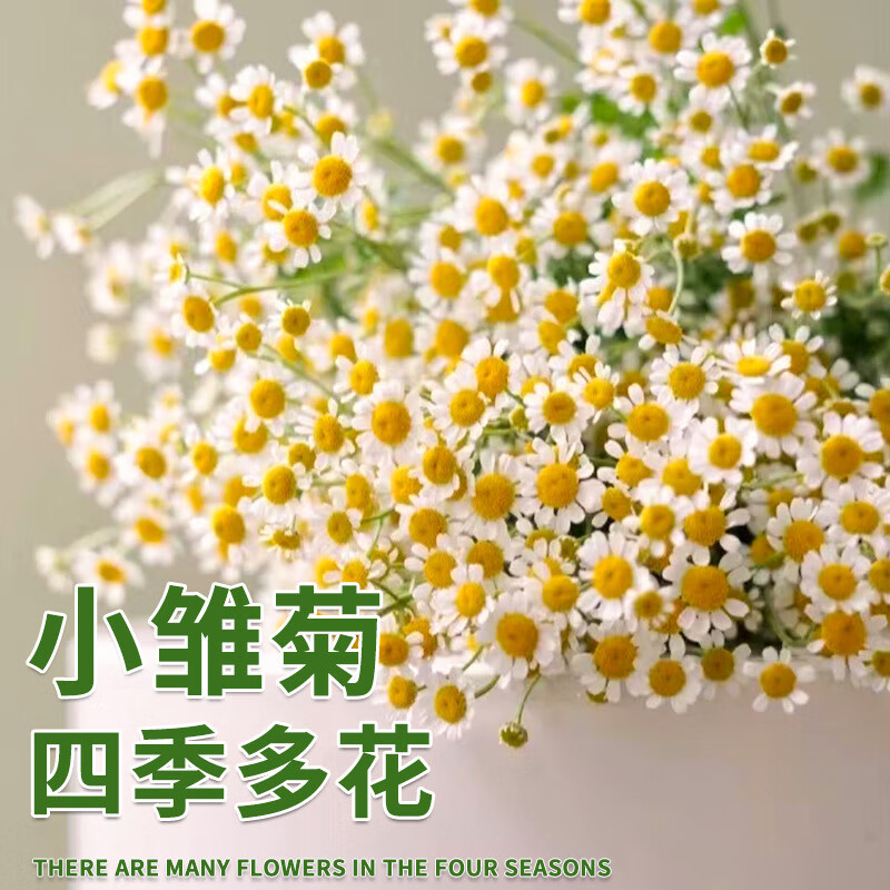 太阳花种孑玛格丽特花苗种孓籽四季开花 (主图款)【洋花种】500粒 盆
