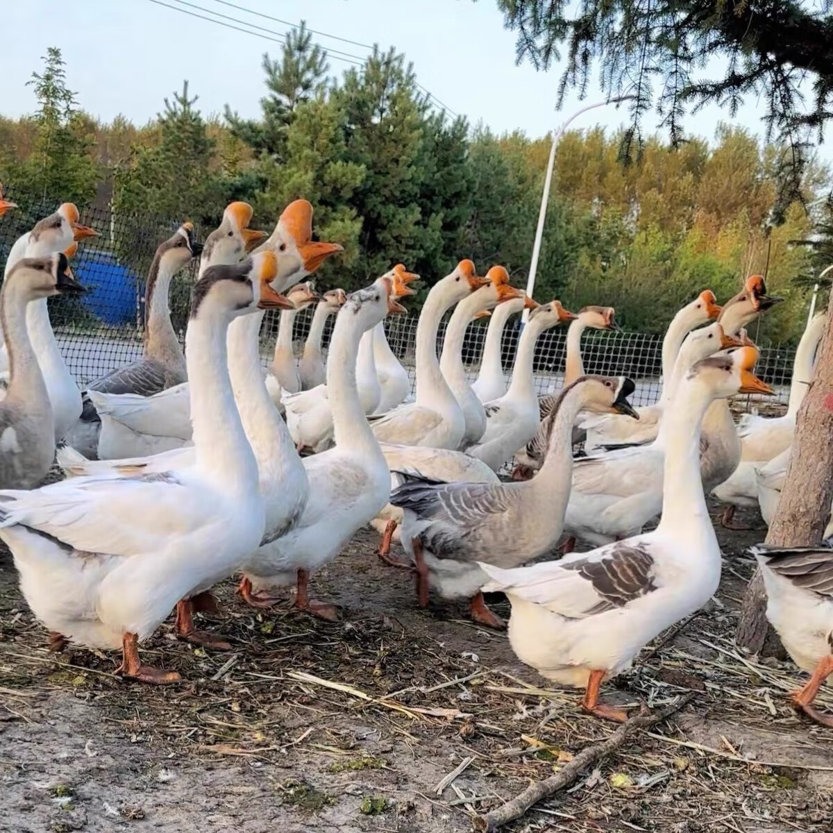 8-1斤3只(公母下单备注)