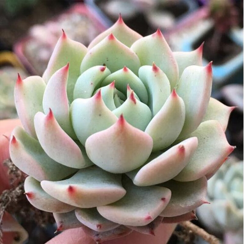 意轩多肉植物盆栽新手套餐肉肉植物办公室内迷你绿植花卉盆栽 红爪