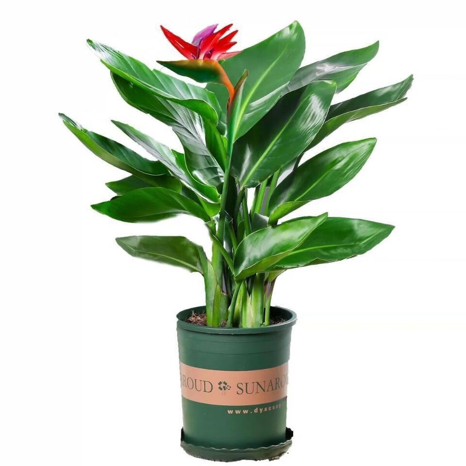 ������������ֲˮ��ֲ�ﻨ�����Կ��������������ļ���������ͥԺ ������40-50����2�ţ������裩