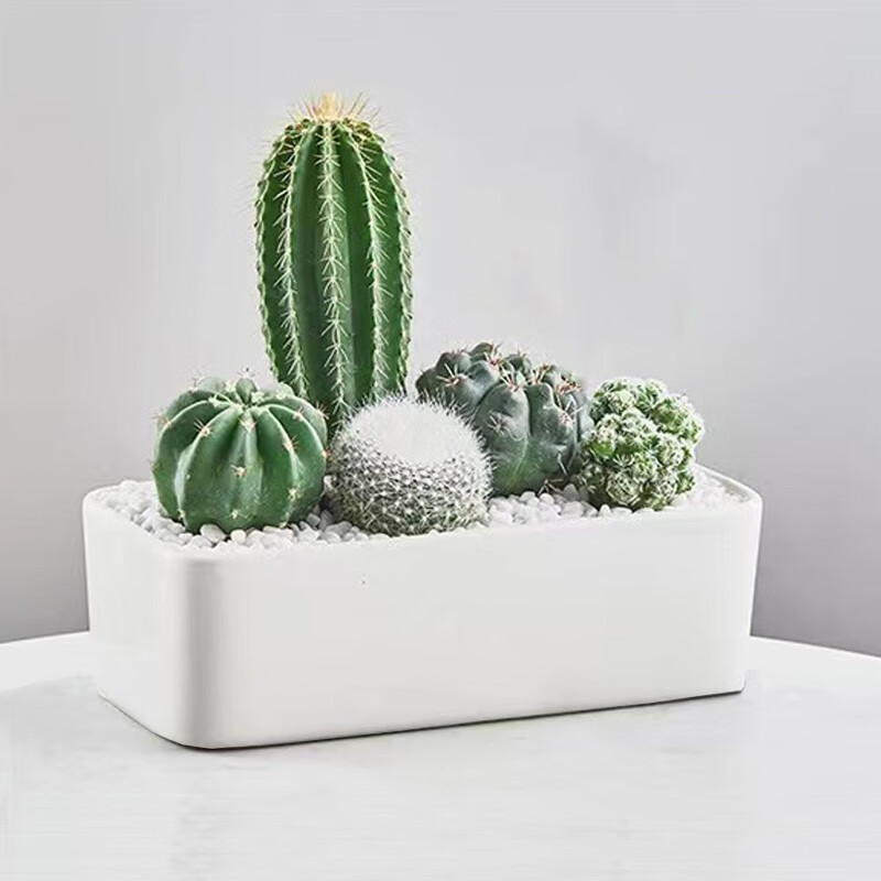 萌卉植仙人掌多肉植物带盆组合仙人球盆栽办公室阳台绿植室内桌面花卉