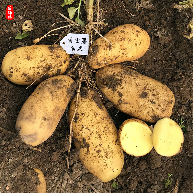 品种浙江丰产土豆种子原种种籽孑种子马铃薯种 (黄金薯)土豆种子3斤