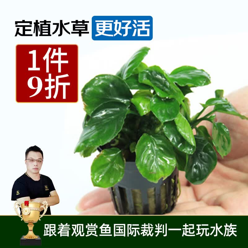 云峰海瑞水榕水草活体鱼缸造景套餐水榕椒榕活水草懒人新手真水草活体 金乾榕杯装怎么看?