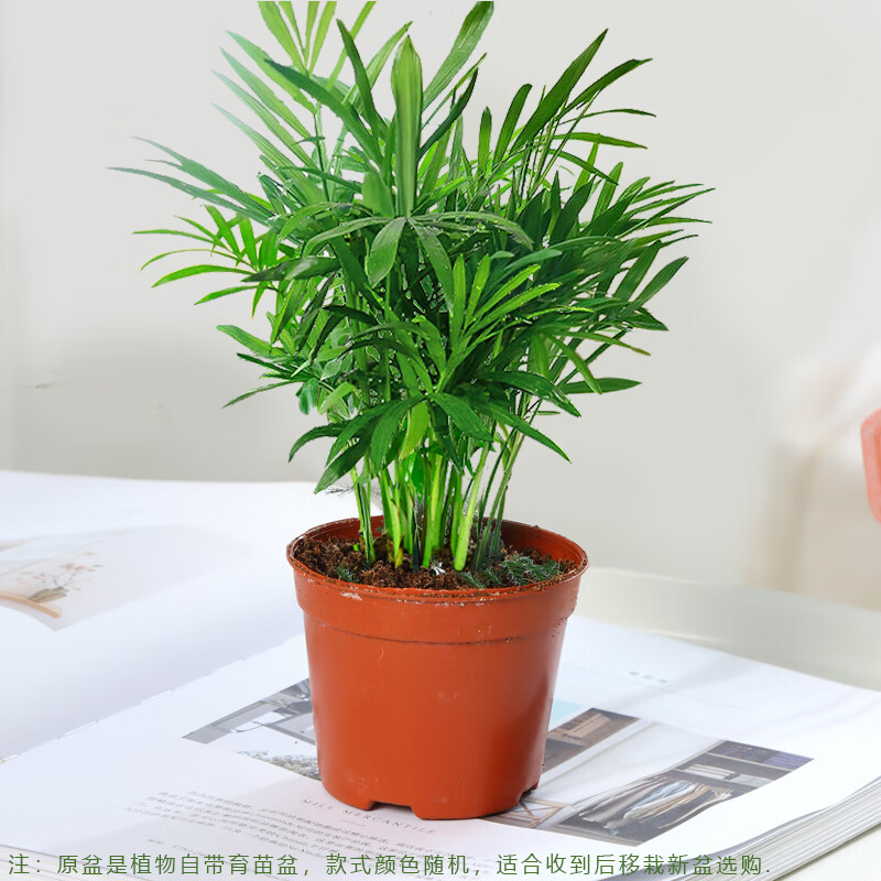 秋颖散尾葵盆栽凤尾竹办公室内客厅旺宅大型绿植电视柜旁边落地植物花