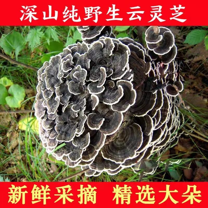 伟博野生云灵芝 长白山野生云芝 黄云芝 云芝蘑 白底云芝清 青芝 灵芝