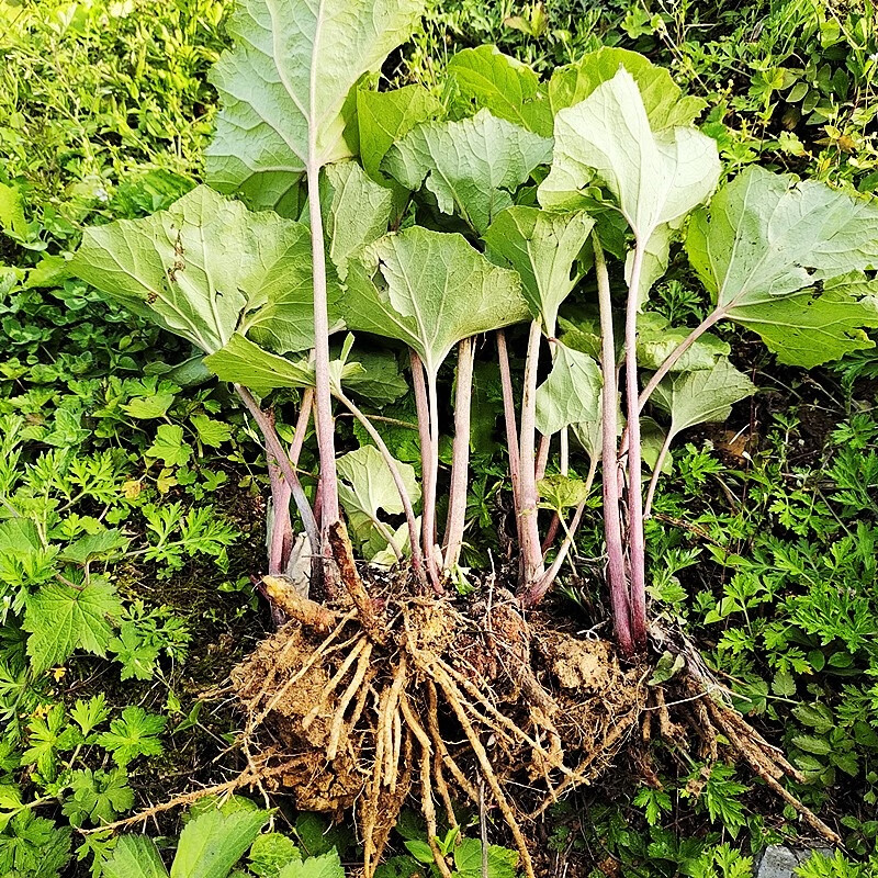 现挖中药材蜂斗菜水钟流头南瓜三七蛇头草根茎叶新鲜晒干全草带根 蜂