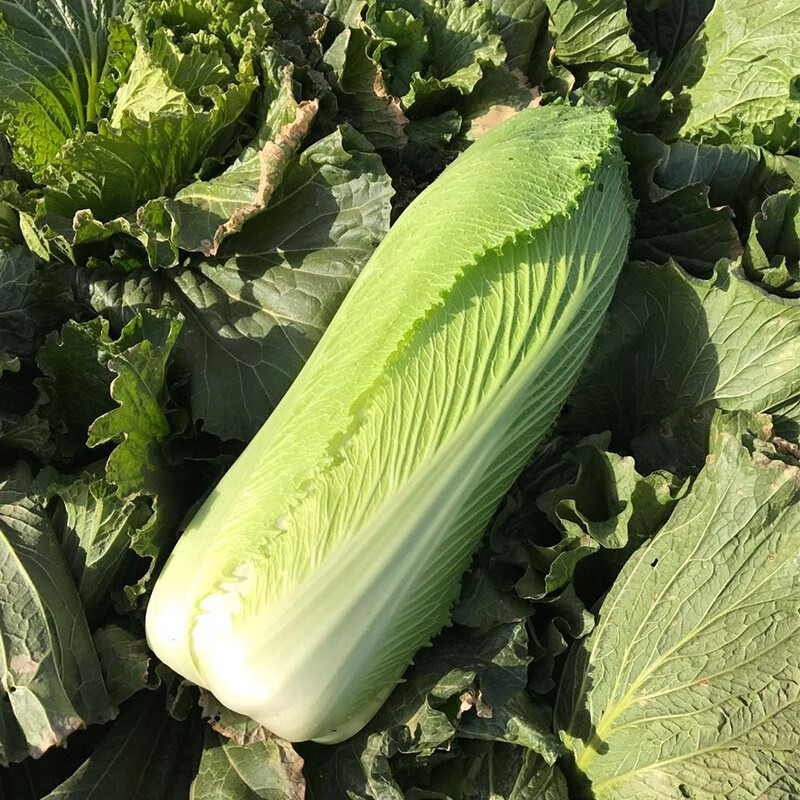 进口包尖小早熟秋白菜籽龙牙白菜种子季阳台盆栽四季蔬菜种孑菜种子