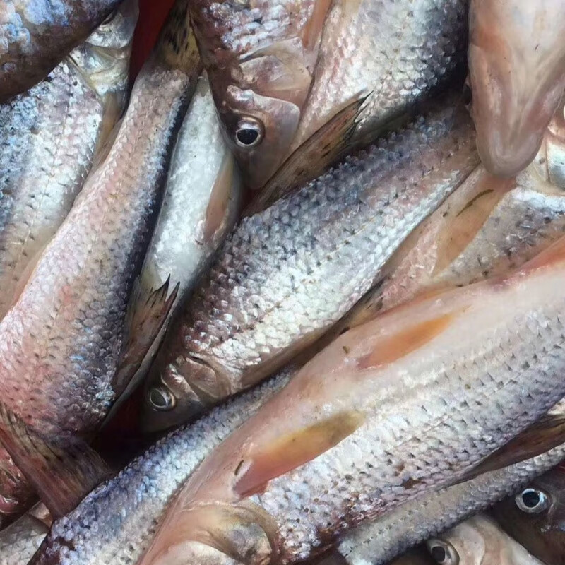 lism东北松花江鱼季花鱼淡水鱼花骨鱼新鲜活鱼鲫花鱼 2斤顺丰