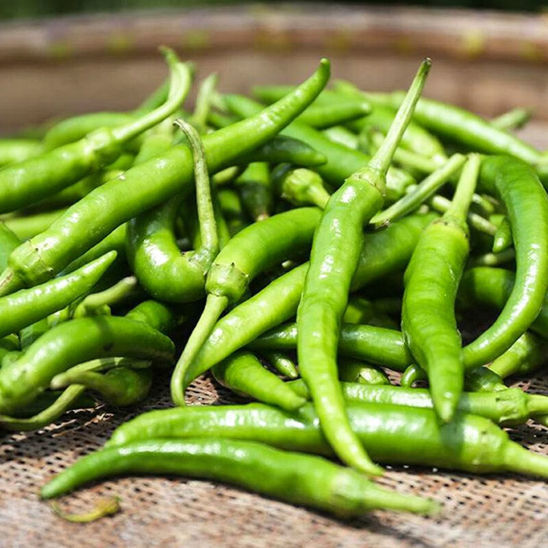 种菜记 螺丝椒线椒尖椒泡椒杭椒牛角椒朝天椒种子辣椒种籽春季蔬菜