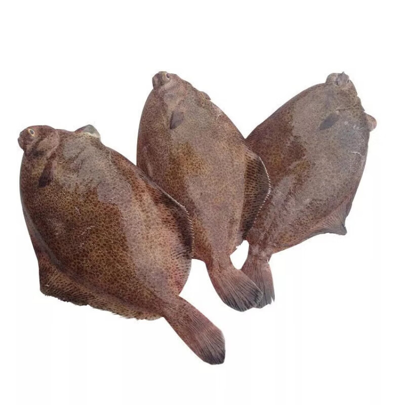 施佳嗒鼓眼鱼青岛高眼鱼偏口鱼鲜活比目鱼豆鼓鱼冷冻牙片鱼生鲜批发