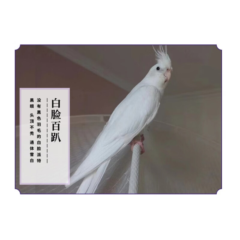 聪腾鹿娜塔-手养玄凤鹦鹉派特白喷点白百趴玄凤 鹦鹉玄凤定金 白脸