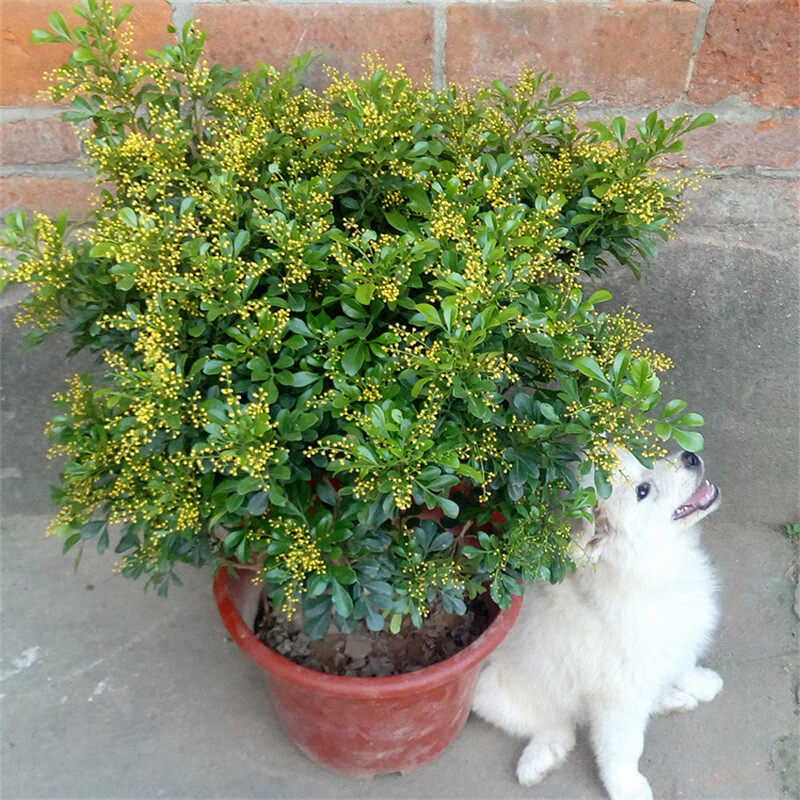 米兰花苗盆栽花卉阳台观花喜阳植物四季绿植盆景 8年苗(好成活分叉多