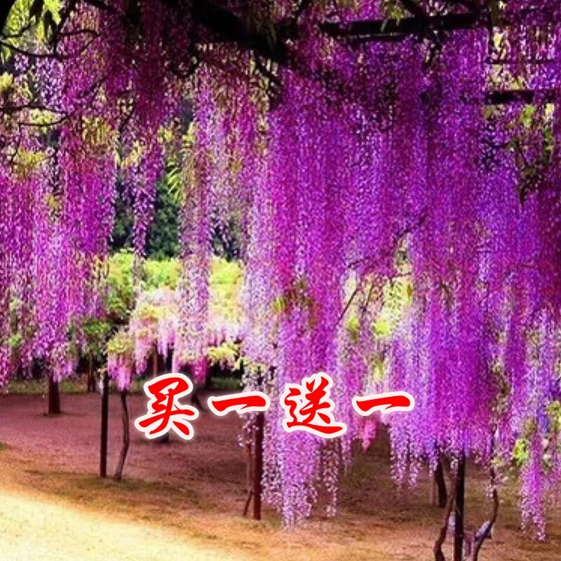 周大闯紫藤（两棵装）盆栽爬藤花园开花植物凌霄驱蚊苗木庭院阳台爬山虎 紫藤4岁苗还可以（1.3厘米粗）