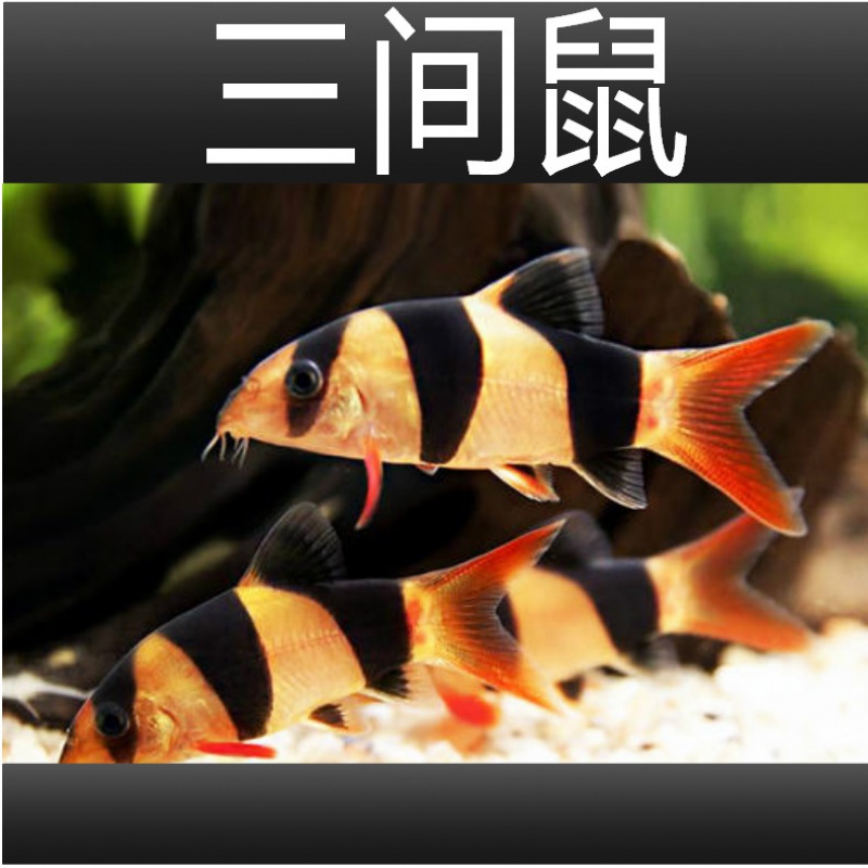 三间鼠鱼活体小丑泥鳅进口大三间鼠清缸工具鱼热带观赏鱼朴彩(pucai)
