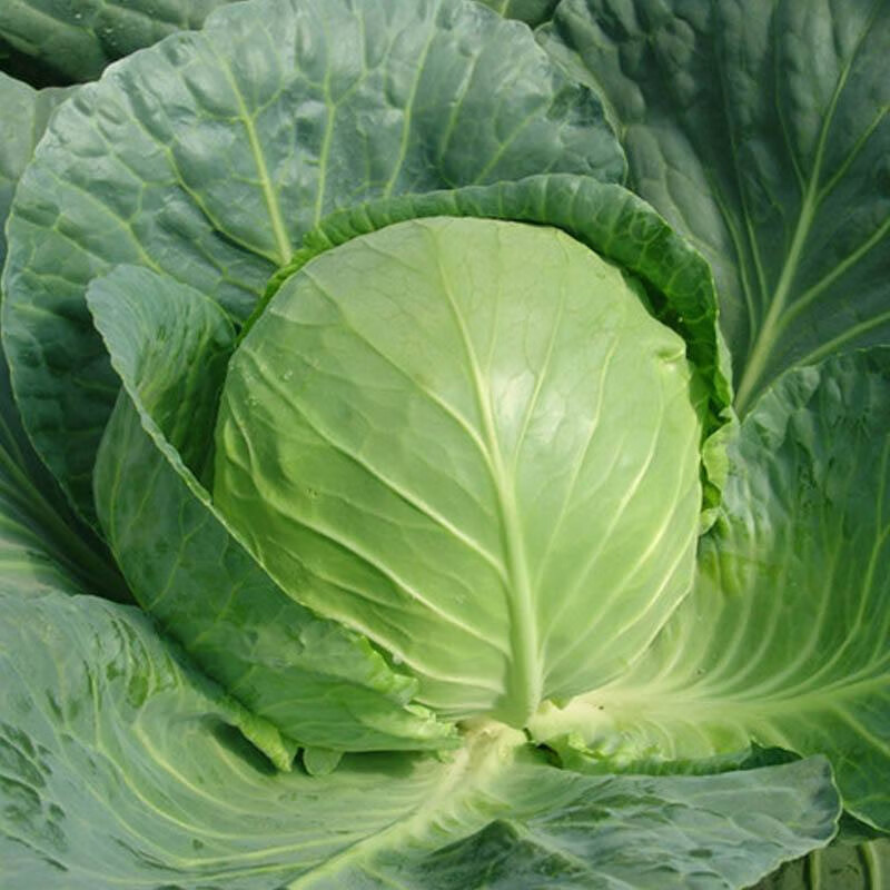 春枝韵包菜种籽甘蓝种子卷心菜包菜大头菜种籽农家春秋高产 中甘十一
