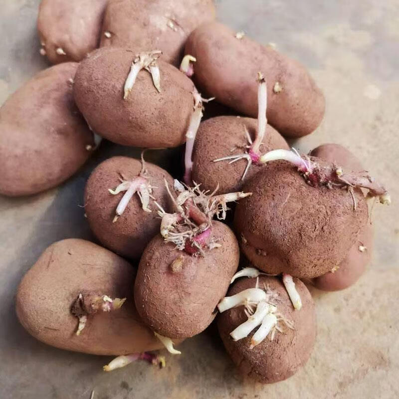 老品种红黄皮红心黄心土豆种子发芽原种洋芋马铃薯种苗带芽大小号