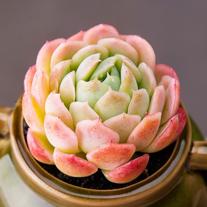 鑫干和(xinganhe)奶油贝瑞多头群生多肉植物盆栽肉肉新手植物办公室