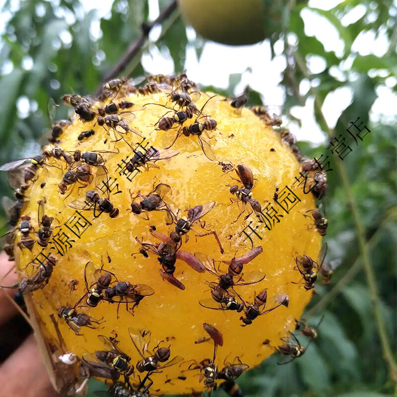 粘虫板诱蝇球柑橘大实蝇瓜果实蝇器灭果蝇粘虫球板诱虫球针蜂引诱剂 