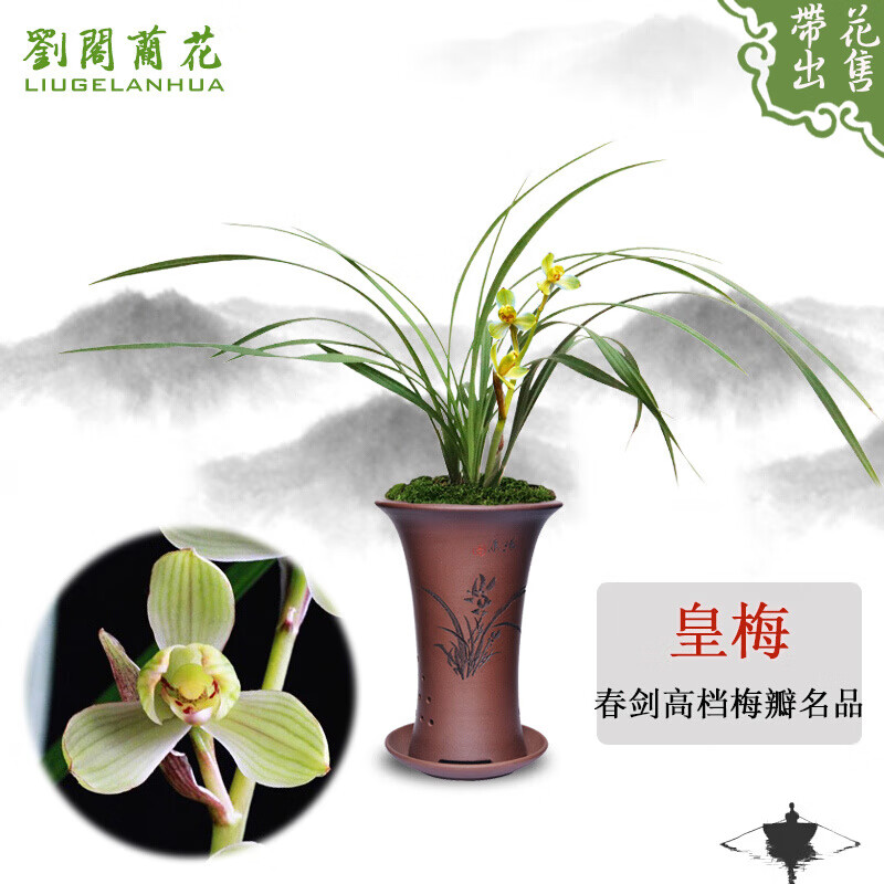 刘阁兰花苗 春剑高档梅瓣铭品 皇梅 冬带花苞出售兰草室内绿植花卉