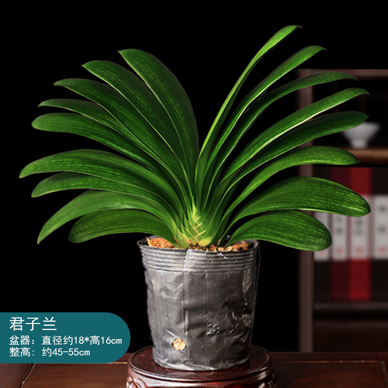 迈乐佳(maleejia)君子兰盆栽大颗圆叶君子兰圆头和尚室内好养精品花卉