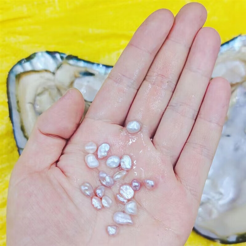 甘夏 珍珠蚌自己开 淡水碎银子异形巴洛克珍珠蚌浙江诸暨鲜活蚌取 1个