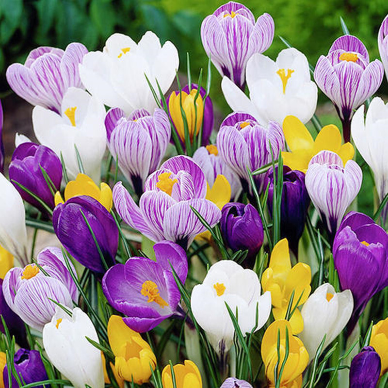 查看详情19养心菜救心菜种子 养心草 救心草种子 珍珠菜种子盆栽菜 养