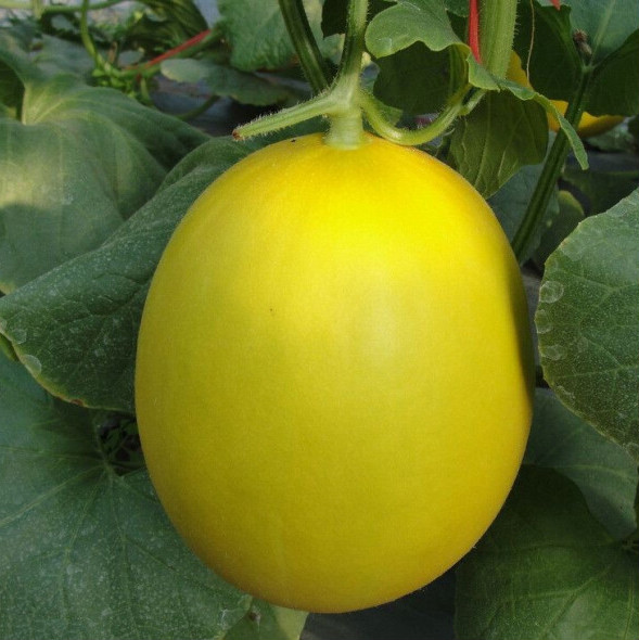 巴适鲜黄皮蜜瓜哈密瓜 新鲜水果 黄蜜瓜甜瓜当季黄金哈密瓜沙漠蜜瓜10