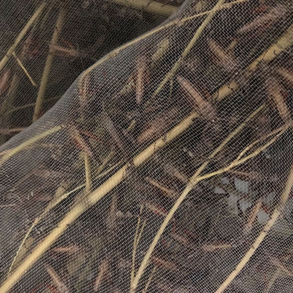 伟博新疆专链活体丁蜢,花腿,花脚,草蜢,活体丁蜢花腿 中只花腿50g