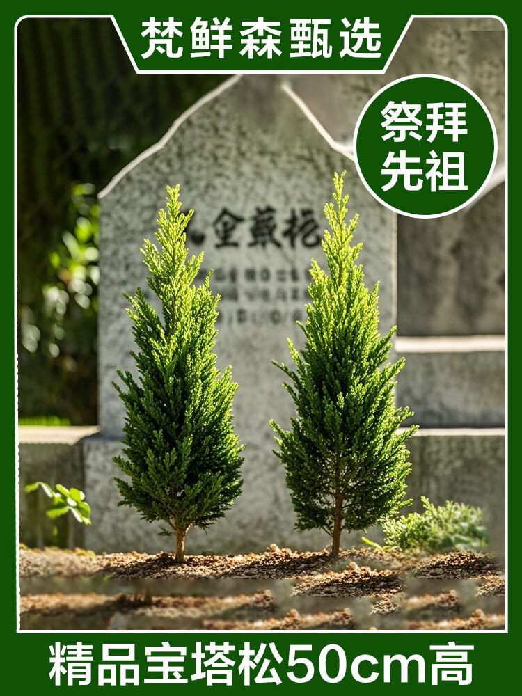 熊塔柏树苗墓地侧柏树苗扁圆柏松树塔柏宝塔松龙柏苗松柏柏树四季青