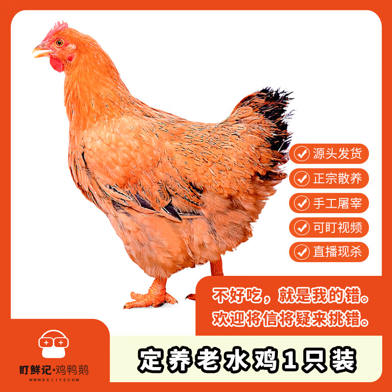 盯鲜记定养老水鸡正宗散养吃玉米的老母鸡新鲜现杀土鸡农家鸡味浓肉质