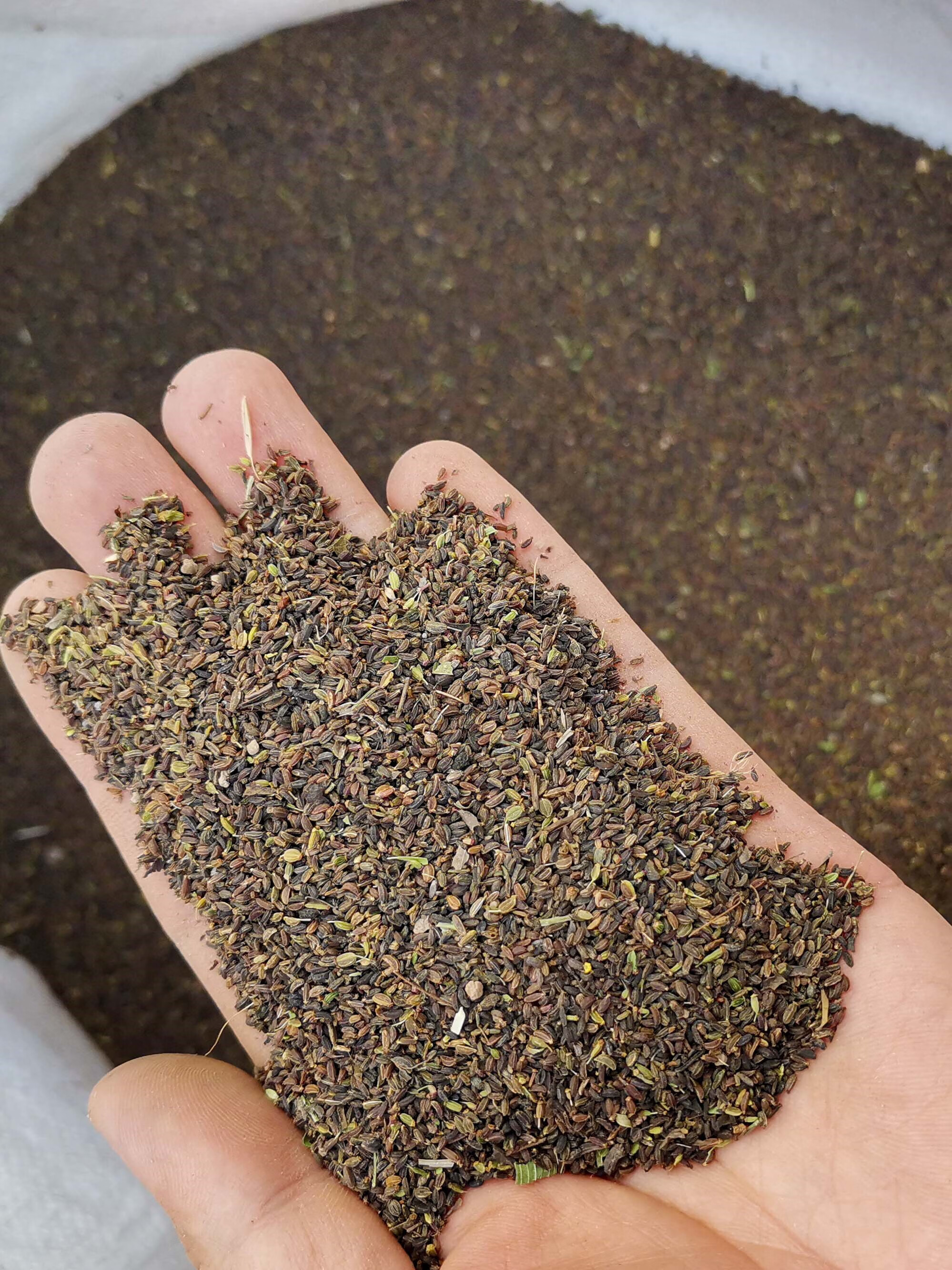 芗苒柴胡种子四季播种用种籽籽 柴胡种子一斤