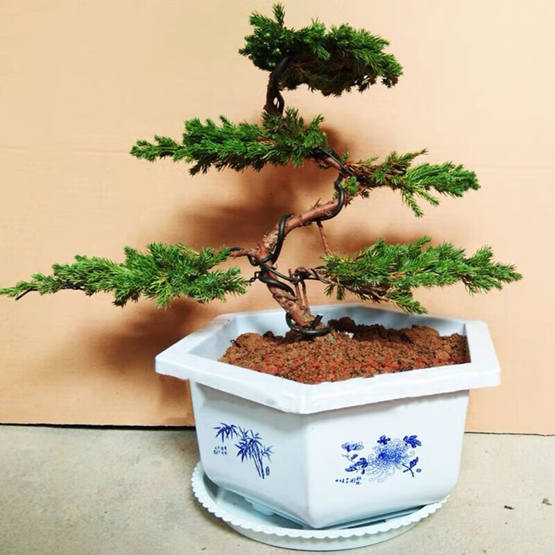 花酷天迎客松树苗造型盆栽室内外阳台地柏树苗庭院常青绿植五叶凌云