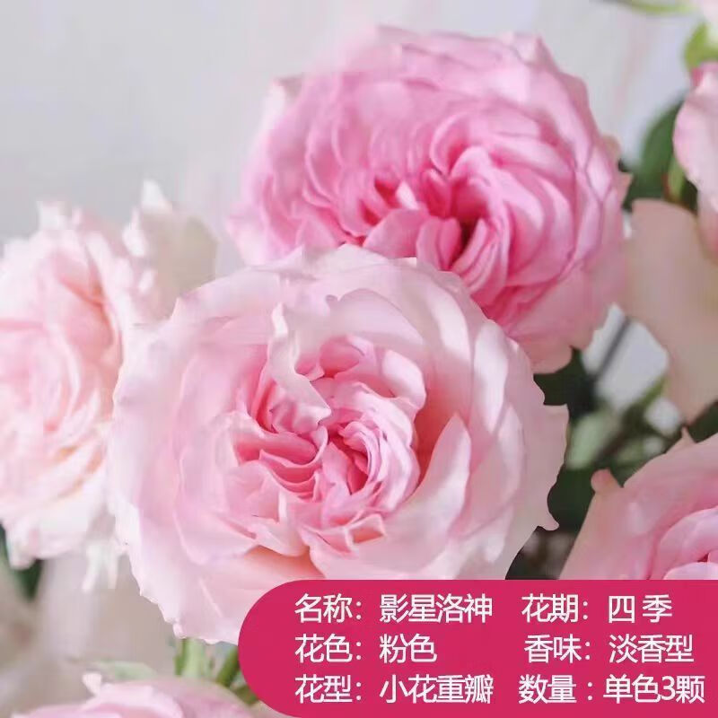 玫瑰爱莎老桩苗大花四季开花阳台花卉耐寒易活月季花盆栽绿植 影星