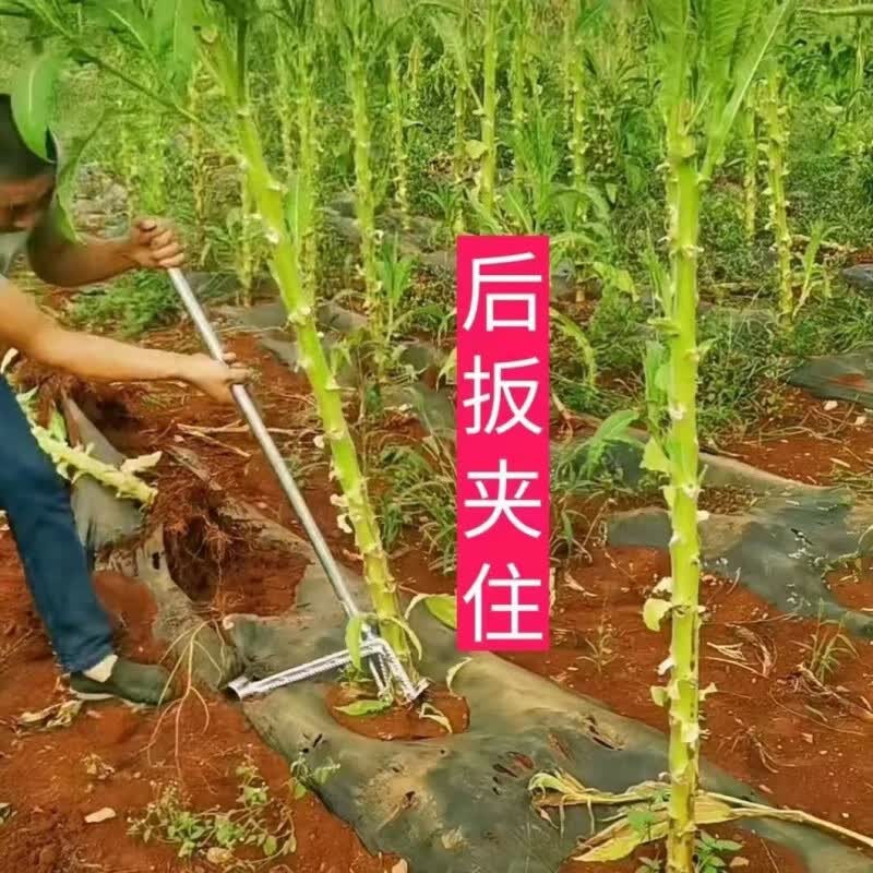 五羊一郎拔杆器拔杆神器拔烟杆木薯杆玉米杆起杆器 拔杆器  1套怎么样,好用不?