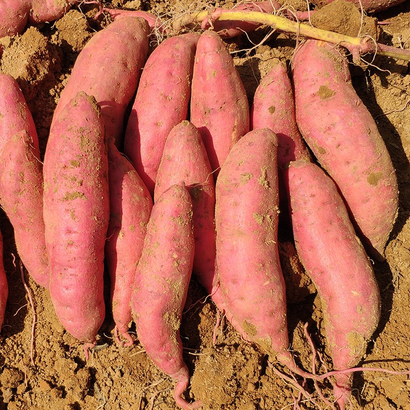 新鲜蜜薯红薯沙地地瓜农家自种番薯现挖薯香薯山芋 5斤