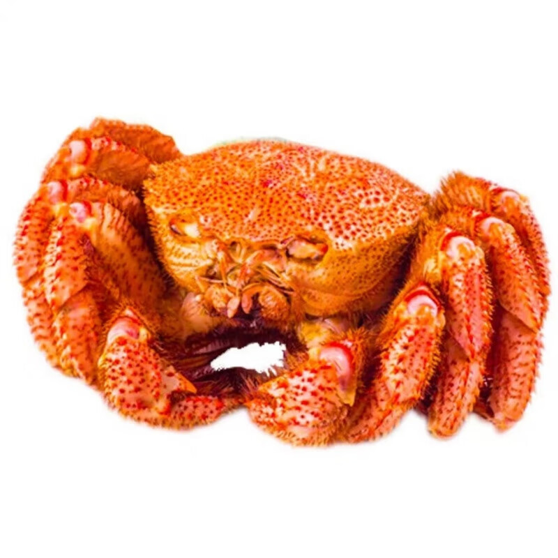 海蕴极鲜【活鲜】鲜活红毛蟹 新鲜海螃蟹烧烤食材 1.8斤 -2.1斤