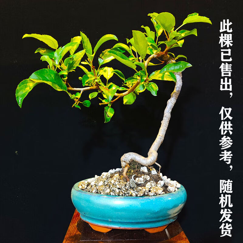 新款进口微型红十月老桩室内外盆栽提根深山海棠果树四季开花接果 红