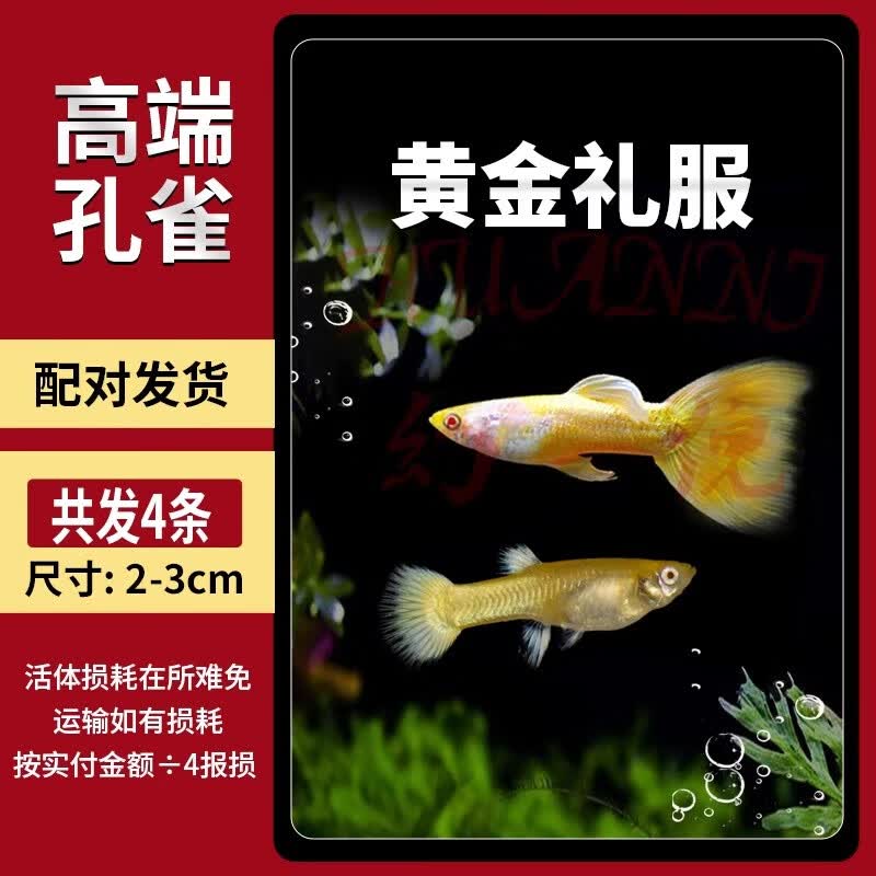 森悠孔雀鱼鱼苗观赏鱼小型活体金鱼热带淡水好养耐活斑马凤尾鱼缸小鱼
