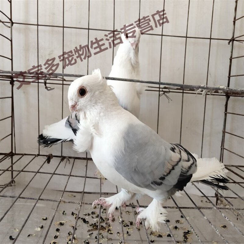仟芸淑女鸽子观赏鸽活体一对天使鸽观赏鸽凤尾元宝鸽 蓝天淑女青年一