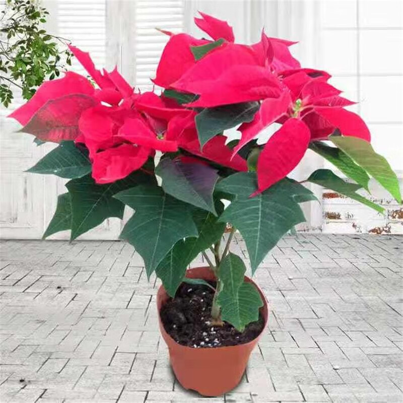 花友一品红盆栽带花室内客厅阳台观赏花卉圣诞花鲜花 圣诞花一品红带