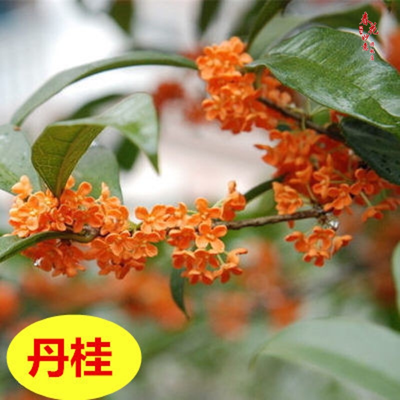 嫁接金桂花树苗四季桂月桂树苗桂花树苗八月桂盆栽庭院盆栽 丹桂2厘米
